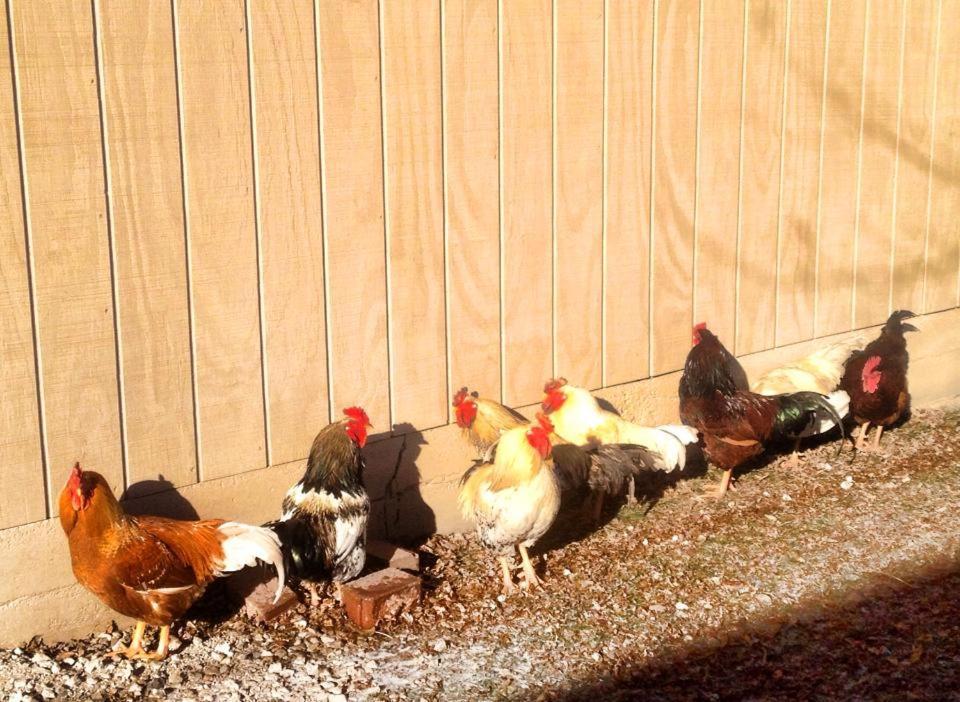 Netherfield Natural Farm Fontana Luaran gambar
